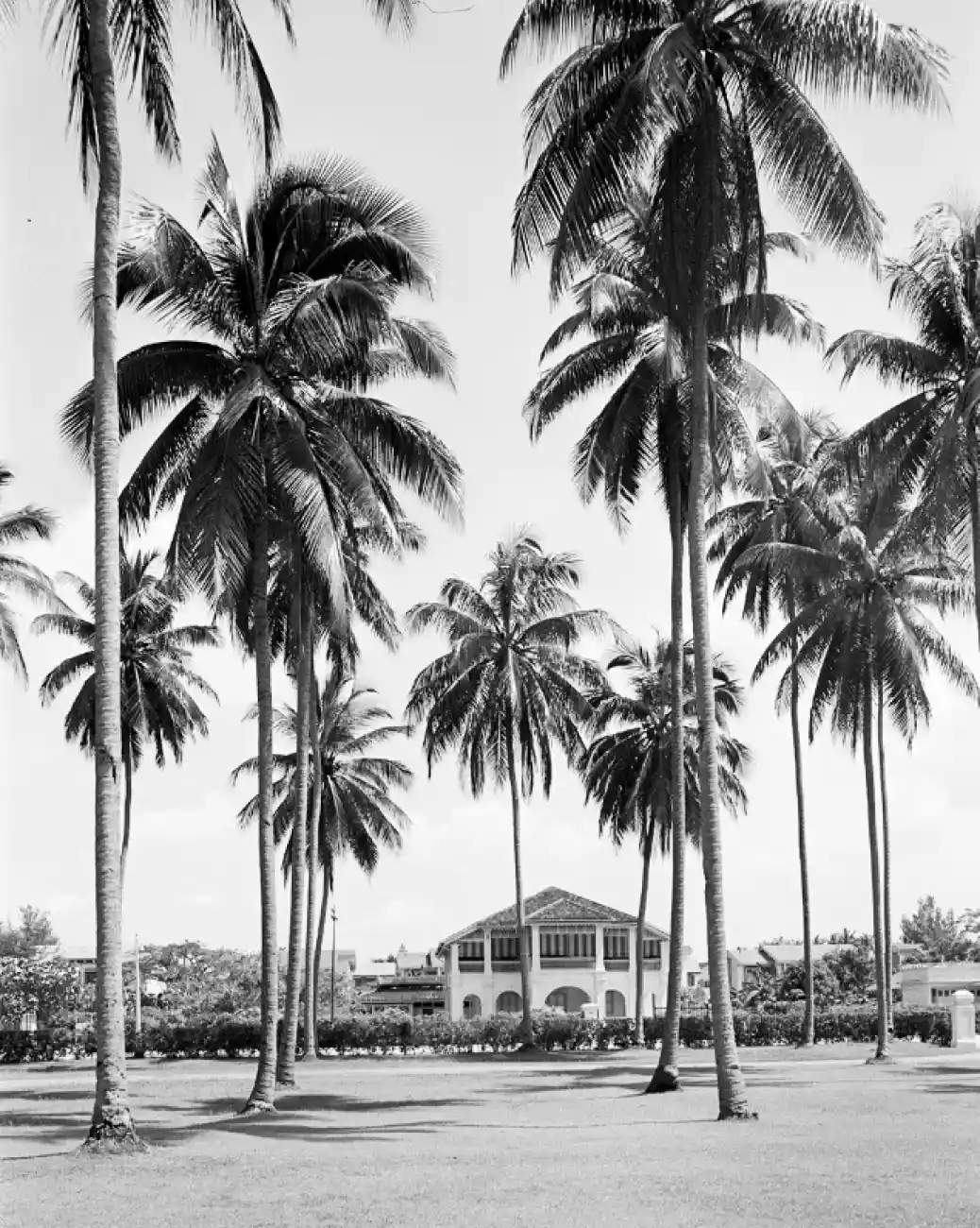 Historical photograph of tall palm trees framing an elegant colonial-style Mansion in black and white.
